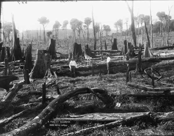 historic image of logging