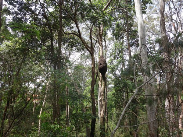 termite mounds in the tree