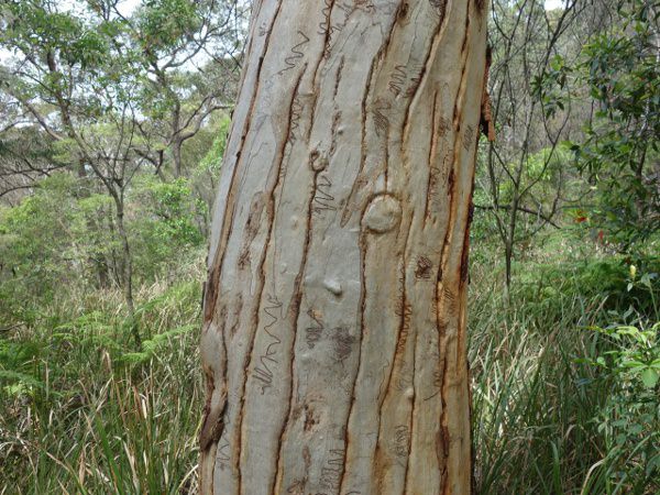 tree bark