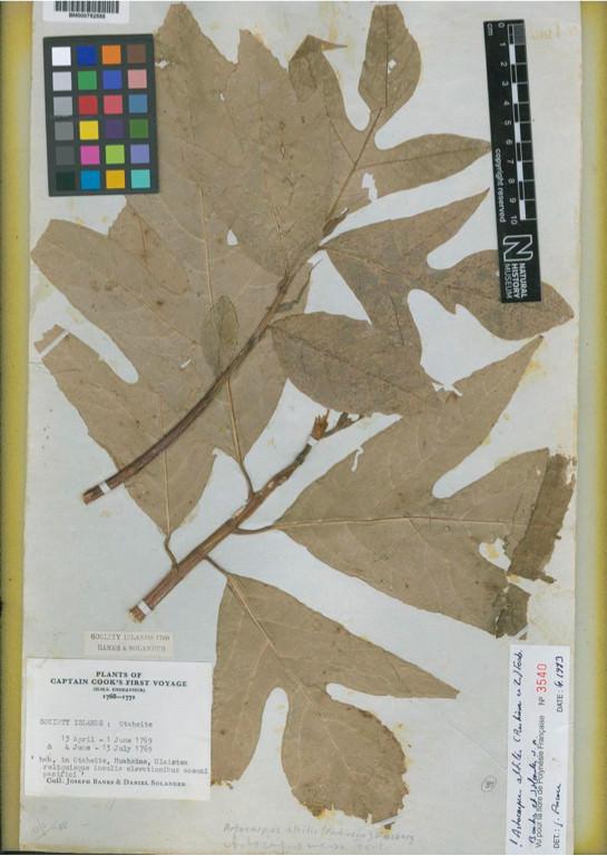 Figure 5: herabrium specimen